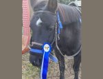 PONEY CLUB ET CENTRE EQUESTRE DES MESNULS Les Mesnuls