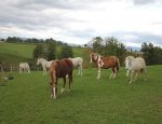 FERME EQUESTRE ET PEDAGOGIQUE Ceilloux