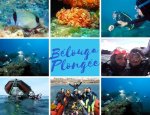 BELOUGA PLONGEE Le Cap D Agde