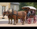 ATTELAGES DU BRIONNAIS Tancon