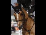 MOYON EQUITATION 50860