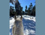 Photo CENTRE EQUESTRE DE FONT ROMEU