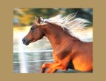 EASY HORSE 35580