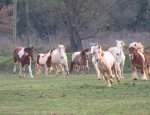 LES CHEVAUX D'ANAHATA 83340