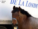 CLUB HIPPIQUE DE LA LONDE La Londe-les-Maures