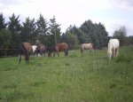 Photo CENTRE EQUESTRE DES ESSES