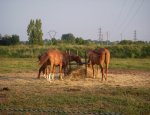 Y-D HORSES PENSIONS Ambarès-et-Lagrave