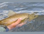 Photo BRITTANY FLY FISHING