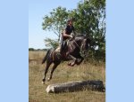 Photo HARAS DE LA SALMONIERE (CENTRE EQUESTRE-ÉLEVAGE)