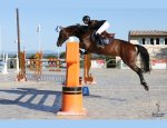 Photo CENTRE EQUESTRE NIMES CENTAURE