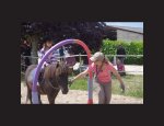Photo CENTRE EQUESTRE LA PALOMBE